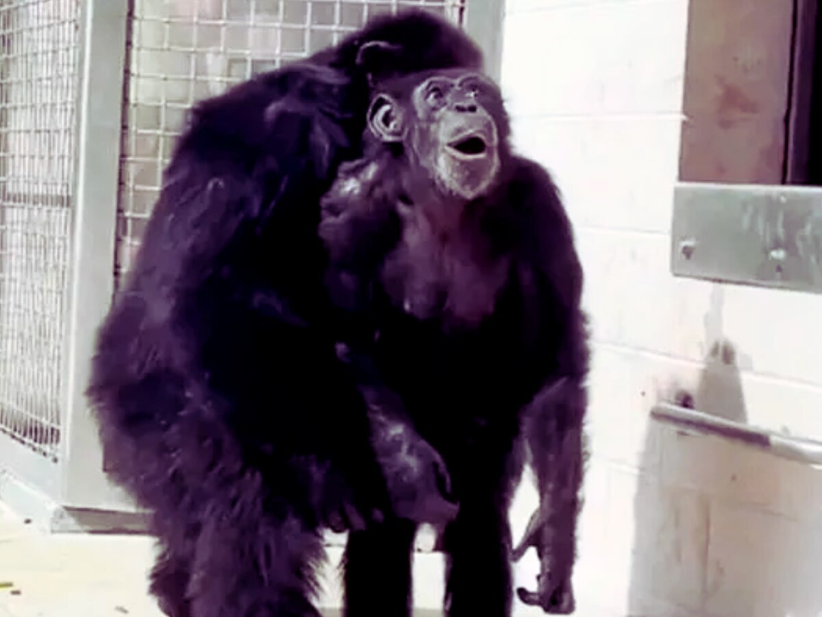 हृदयस्पर्शी Video! तब्बल 29 वर्षानंतर चिंपांझीने पाहिलं विस्तीर्ण आकाश; रिअ‍ॅक्शन थक्क करणारी title=