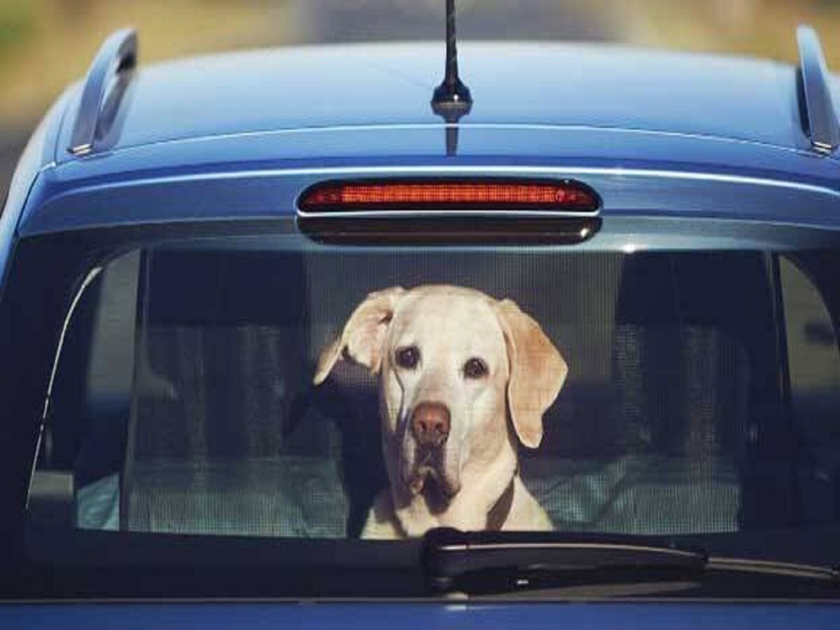 कुत्र्याला कारमध्ये बंद करुन कुटुंब ताजमहाल पाहायला गेलं; परत आल्यानंतर बसला धक्का; माशाप्रमाणे तडफडत त्याने.... title=
