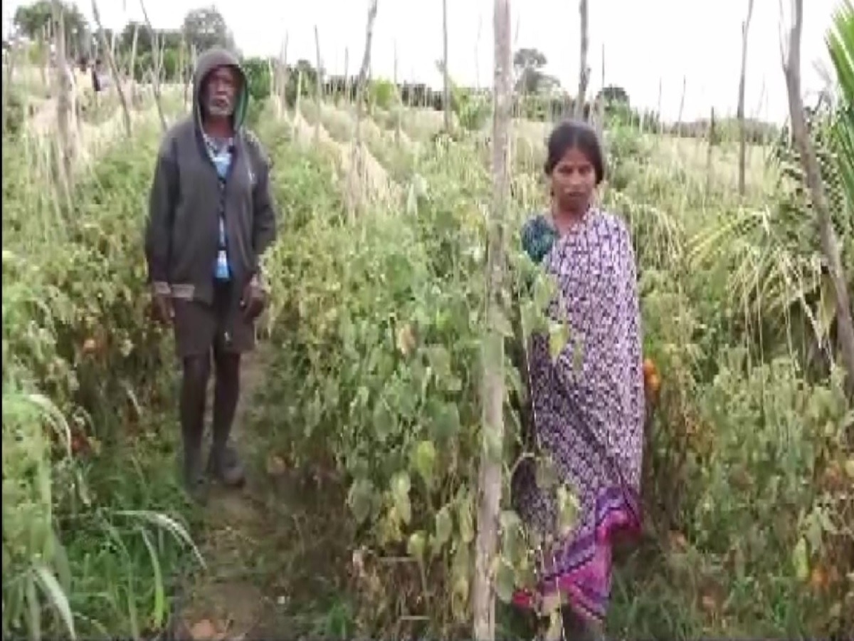 Tomato Theft: महागाईत असाही फटका: टोमॅटोंसाठी महिलेच्या शेतात दरोडा, लाखोंचे टोमॅटो घेऊन चोरटे पसार title=