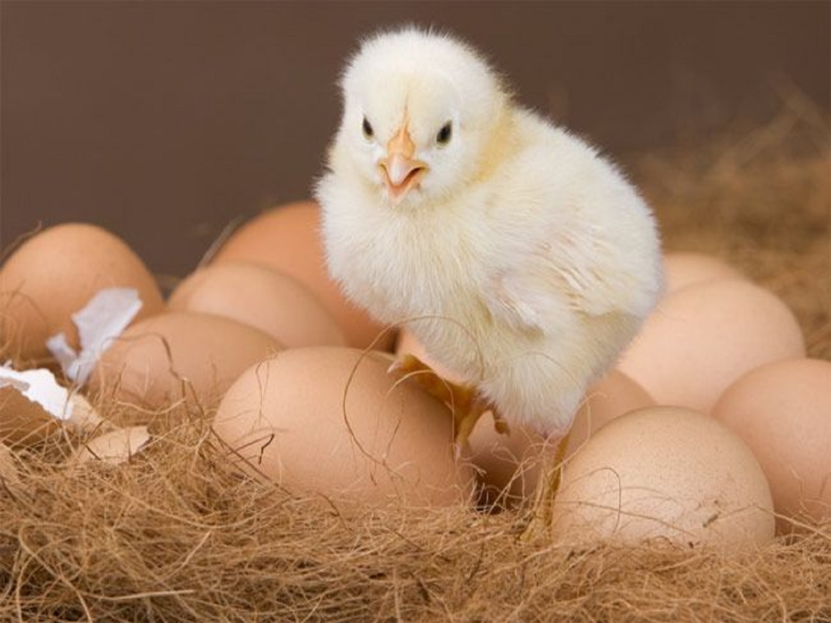 Interesting Fact : कोंबडी की अंड, जगात आधी कोणाची एंट्री? शास्त्रज्ञांना अखेर सापडलं चक्रावणारं उत्तर  title=