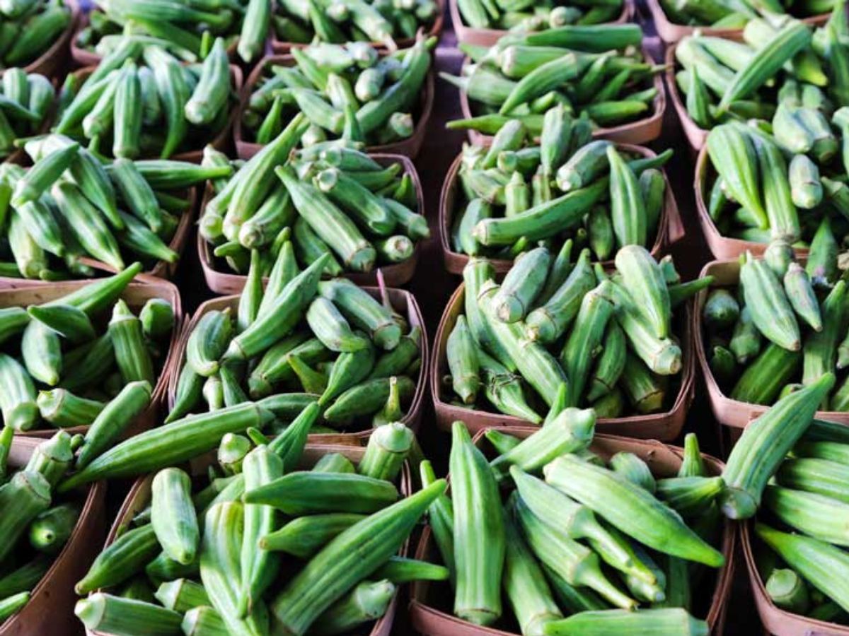 Excessive Eating Bhindi Increases Risk Of Gallbladder Stones