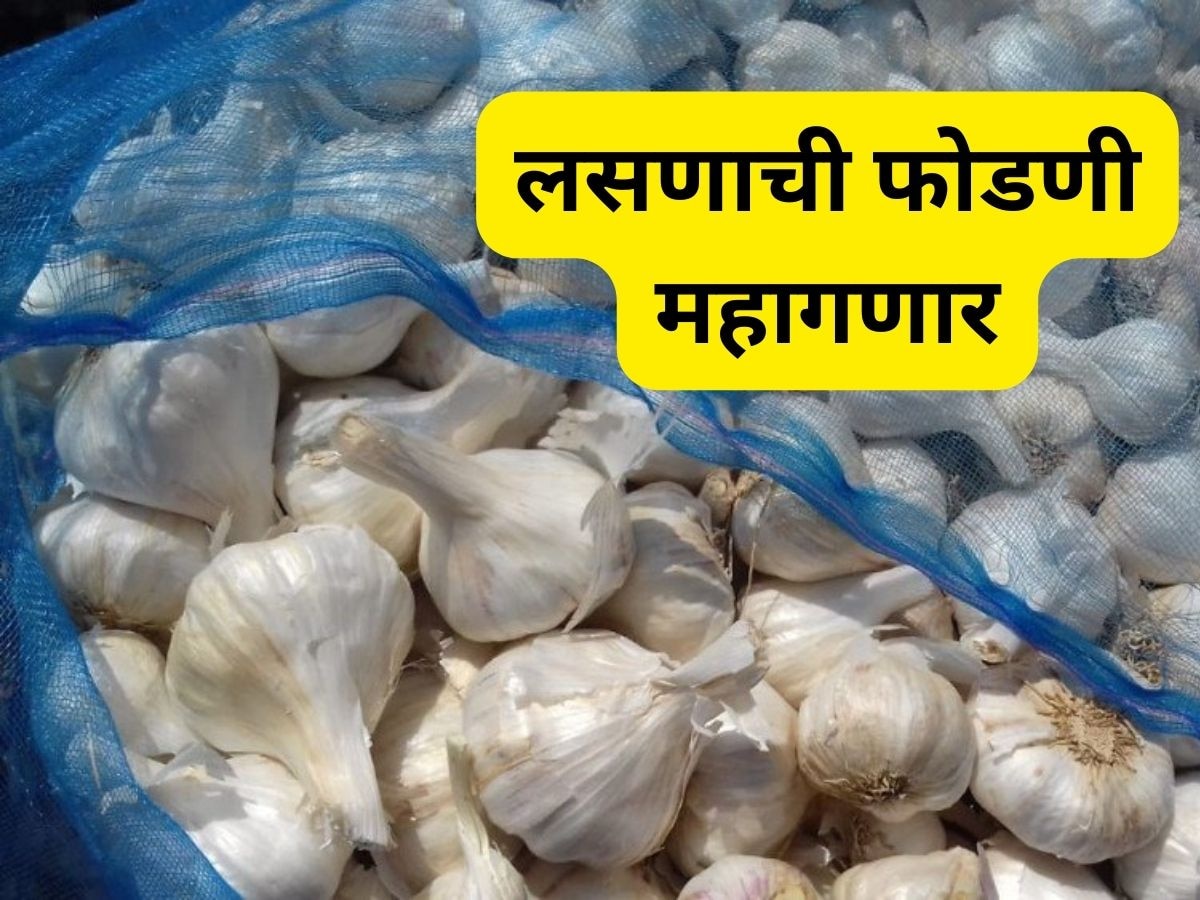  गृहिणींची फोडणी महागणार; टोमॅटो, भाज्यांनंतर लसणाचे दर वाढले, एक किलो तब्बल... title=