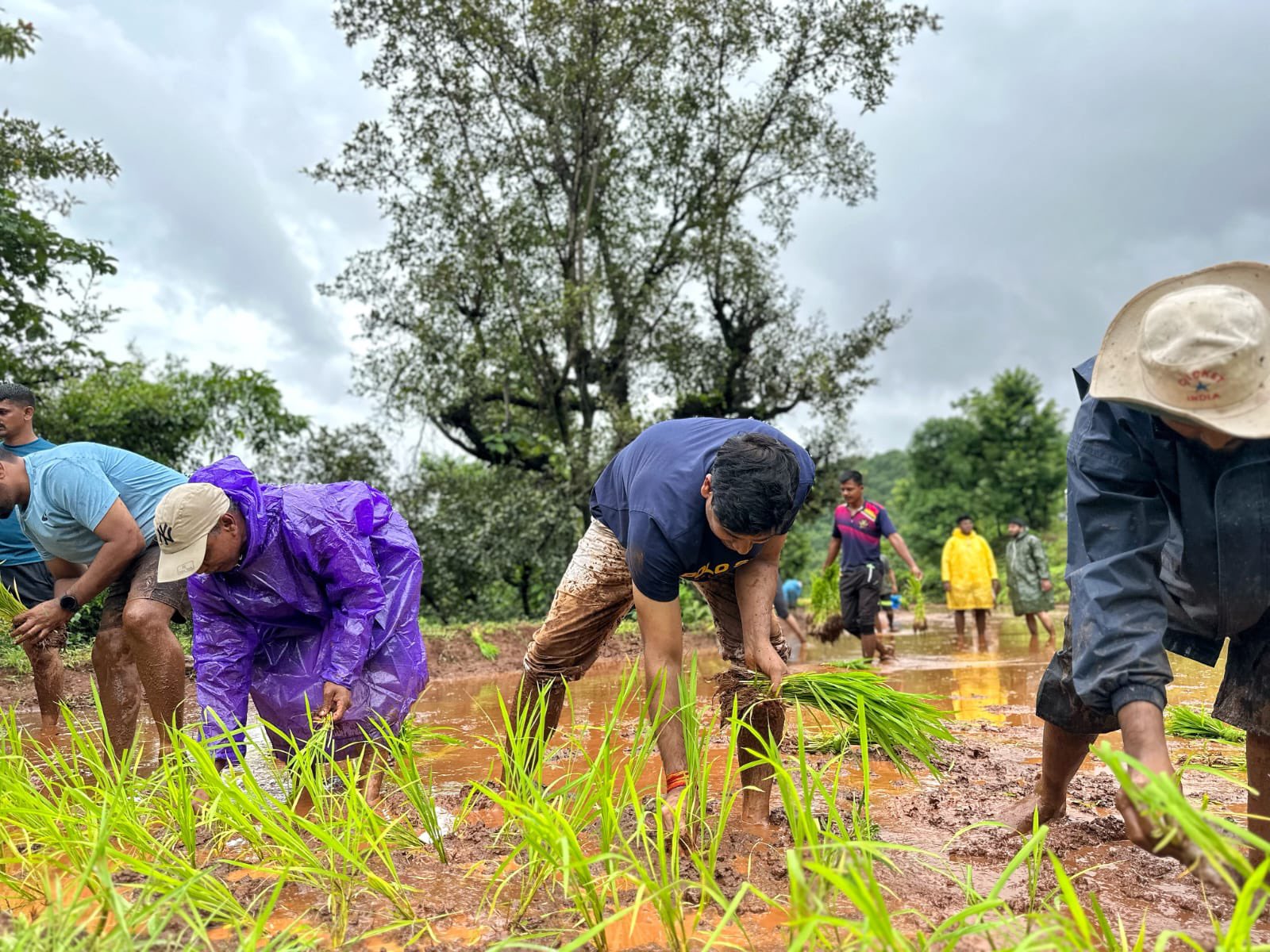 CM Eknath Shinde Son MP Dr Shrikant Shinde Worked In Farm Photos Go viral