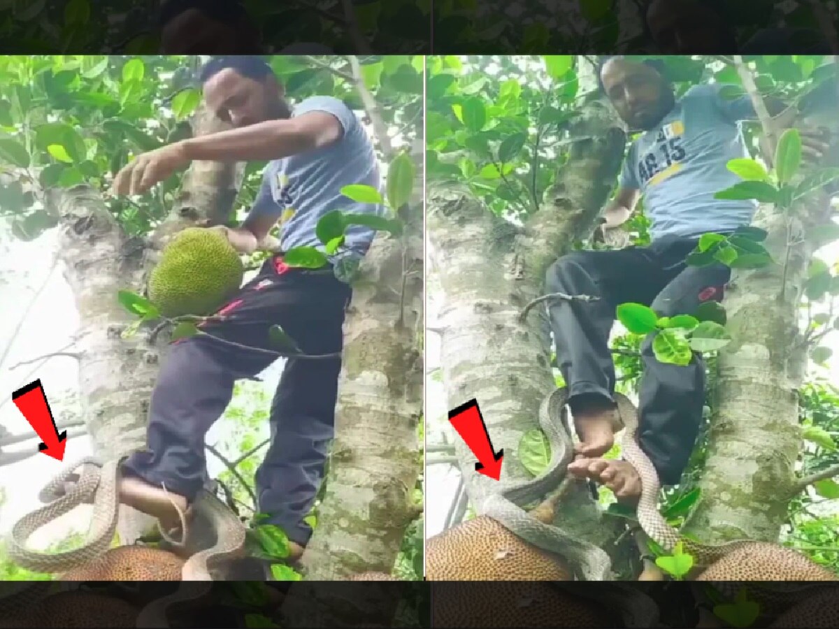 फणस काढायला झाडावर चढला अन् सापाने पायाला वेटोळा मारला; पाहा थरारक Video title=