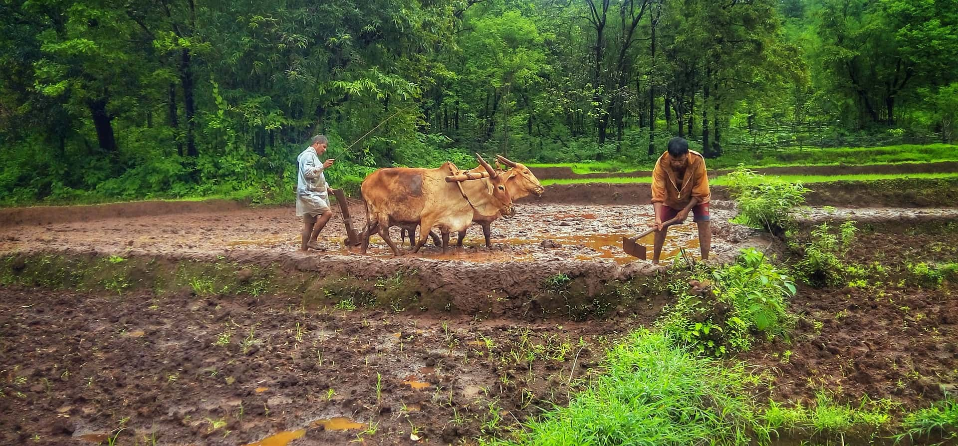 ICAR focus Agriculture Sector Artificial Intelligence Livestock and Fisheries for farmers