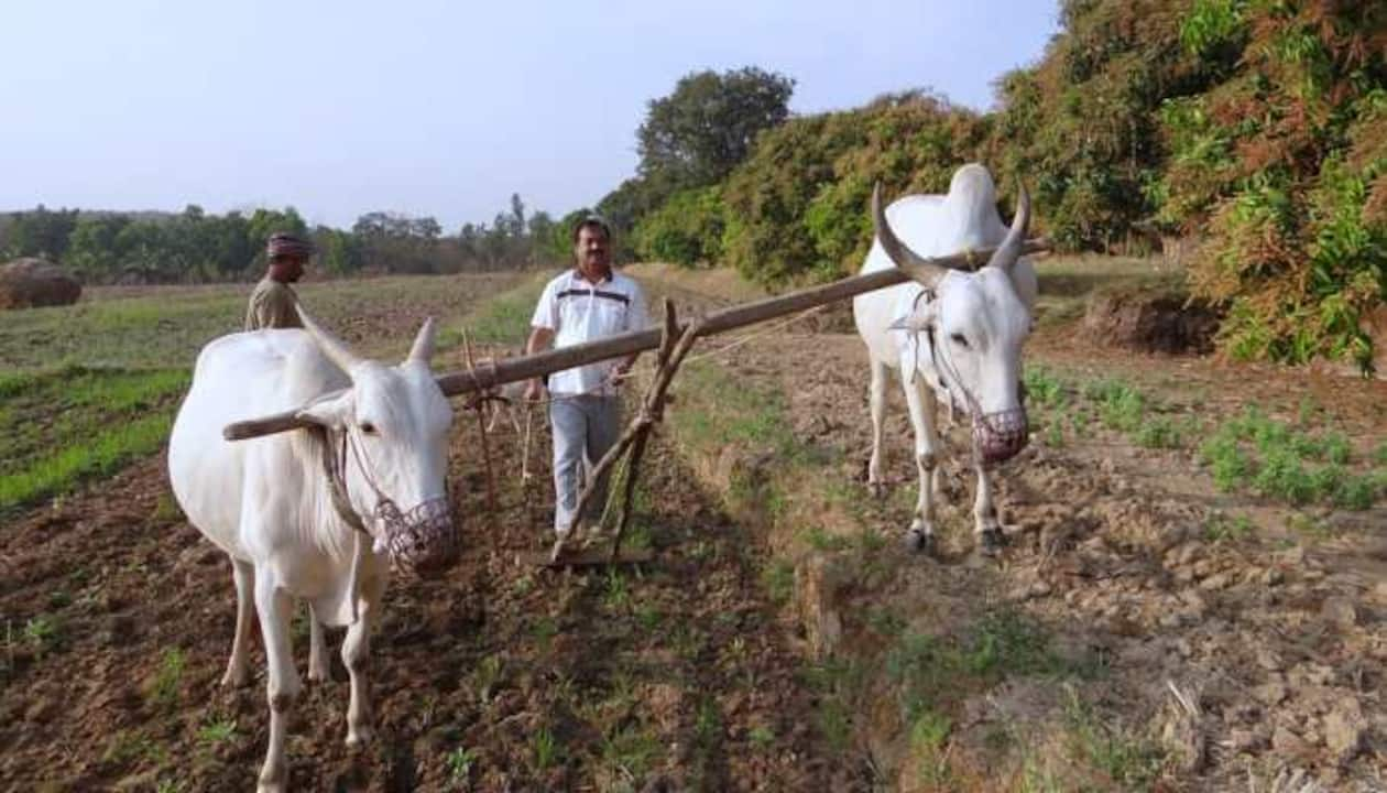 ICAR focus Agriculture Sector Artificial Intelligence Livestock and Fisheries for farmers