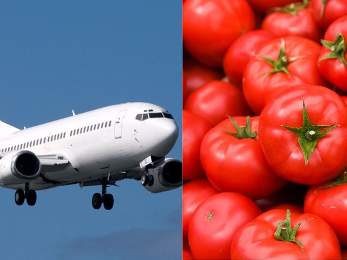 Tomato महागल्याने आईचा दुबईला फोन, लेकीनं सुटकेसमधून पाठवले 10 किलो टोमॅटो title=