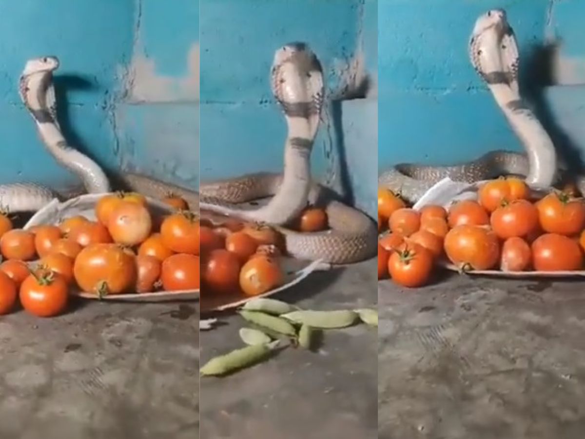 Viral Video:टोमॅटोच्या सुरक्षेसाठी दुकानदाराने ठेवला किंग कोब्रा! ग्राहकाने स्पर्श करताच…