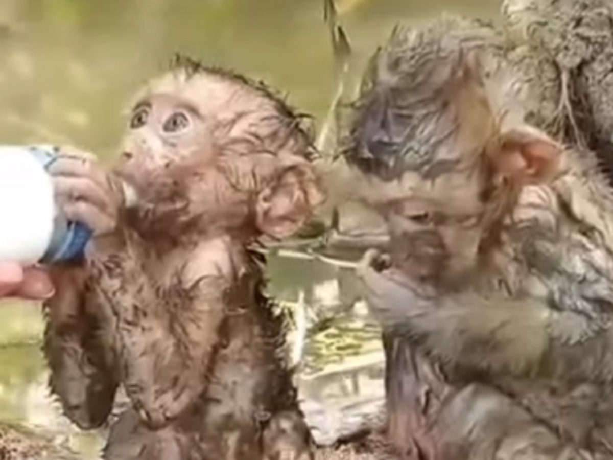 विधात्या एवढा निष्ठूर का? हृदय पिळवटून टाकणारा माकडांचा Video; तुमच्याही डोळ्यात येईल पाणी! title=