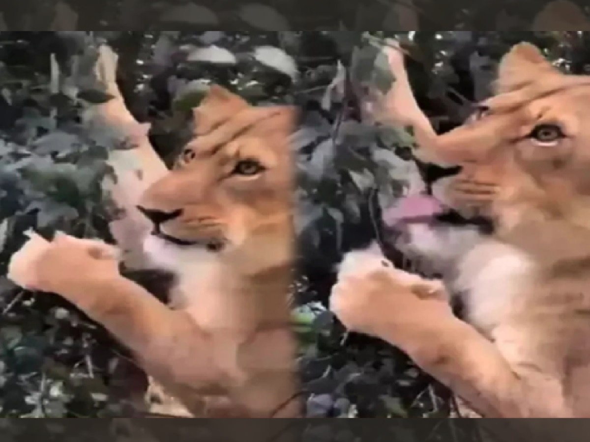 श्रावण पाळणारा सिंह? झाडाची पानं खाणाऱ्या सिंहाचा Video चर्चेत; खरं कारणही आलं समोर title=