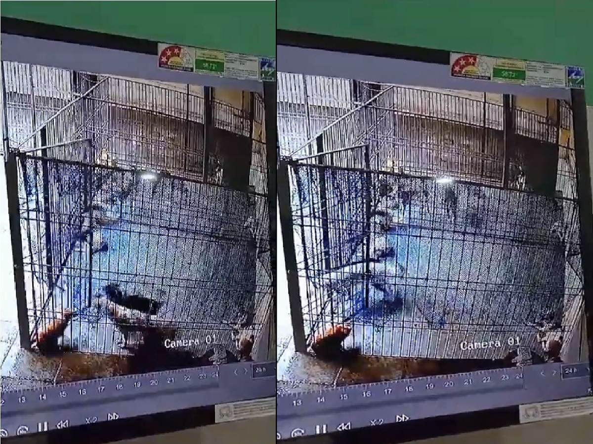 Shocking Video:  हुशार कुत्रे! अक्कल वापरुन कडी उघडली आणि... कुत्र्यांची करामत कॅमेऱ्यात कैद  title=