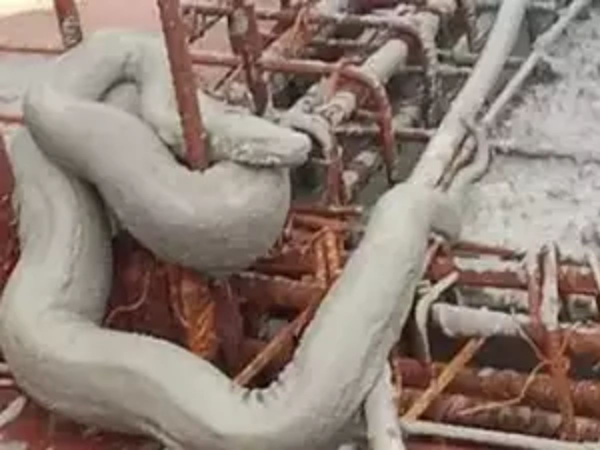 मुंबईतील इमारतीच्या 13व्या मजल्यावर चढला महाकाय अजगर; पण गच्चीवरील दृश्य पाहून सारेच हादरले