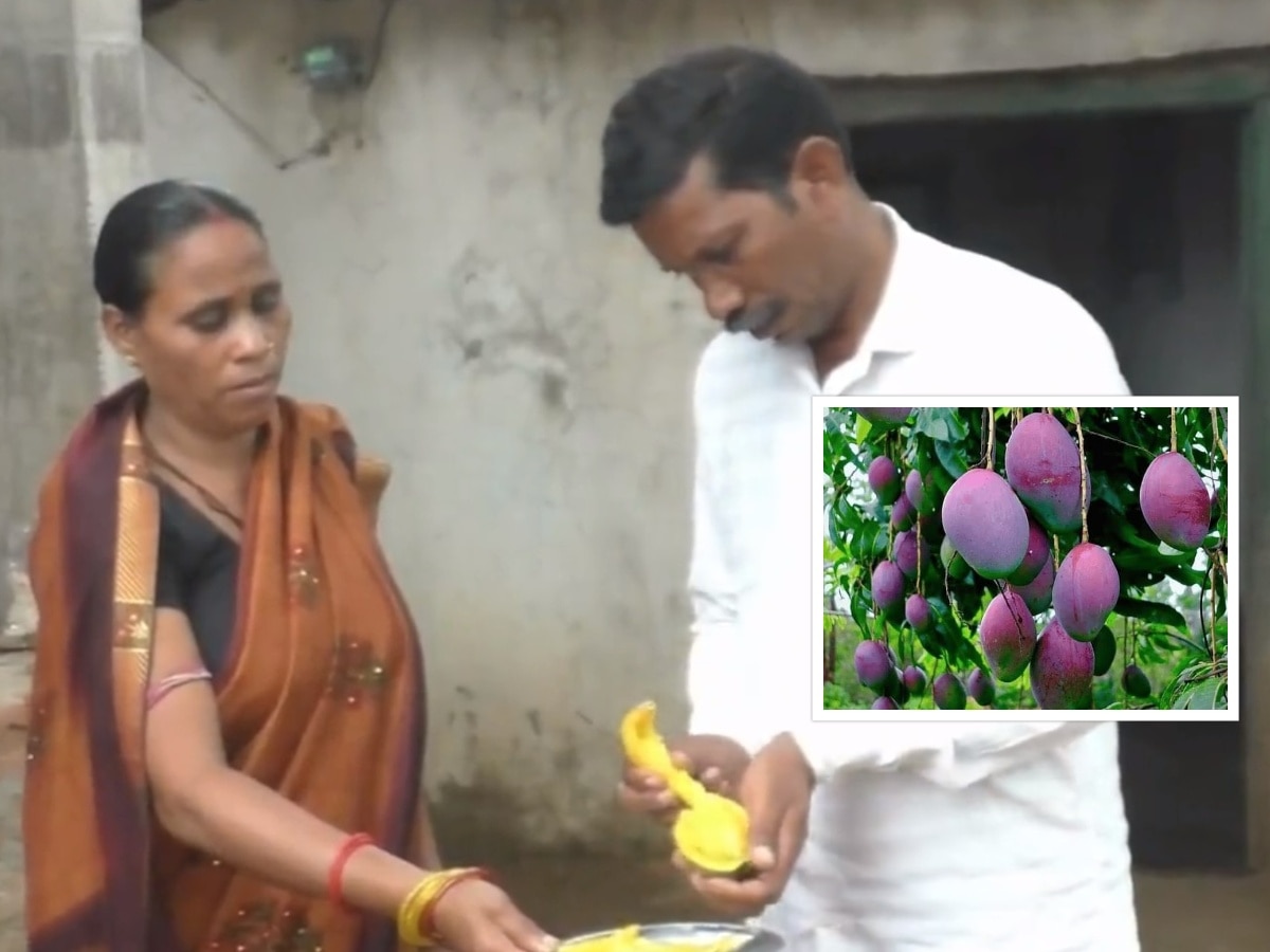 ओडिशामध्ये शेतकऱ्याने पिकवला जगातील सर्वात महागडा आंबा, एका किलोचा भाव तब्बल 3 लाख रुपये title=