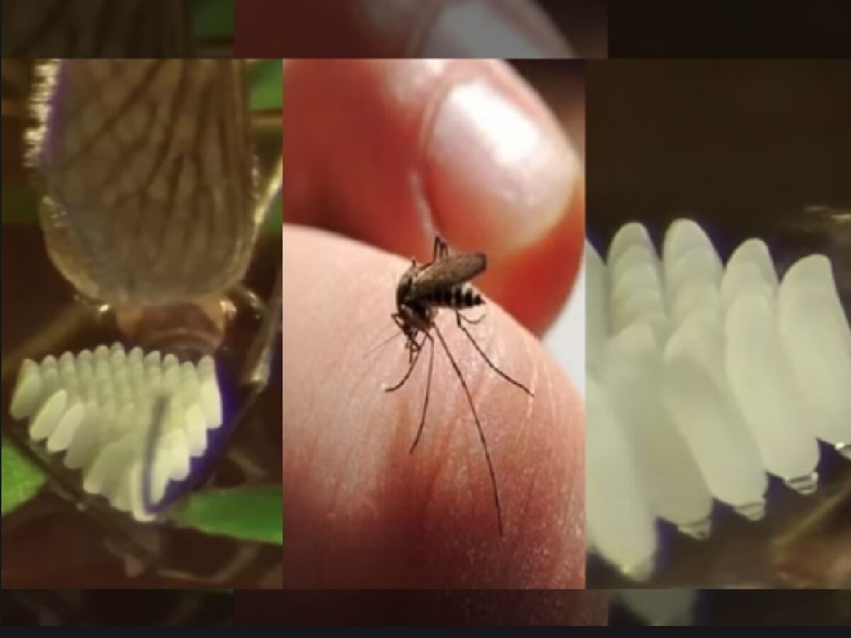 Video: मच्छर अंडी घालताना कधी पाहिलंय का? कॅमेऱ्यात कैद झाला दुर्मिळ क्षण title=