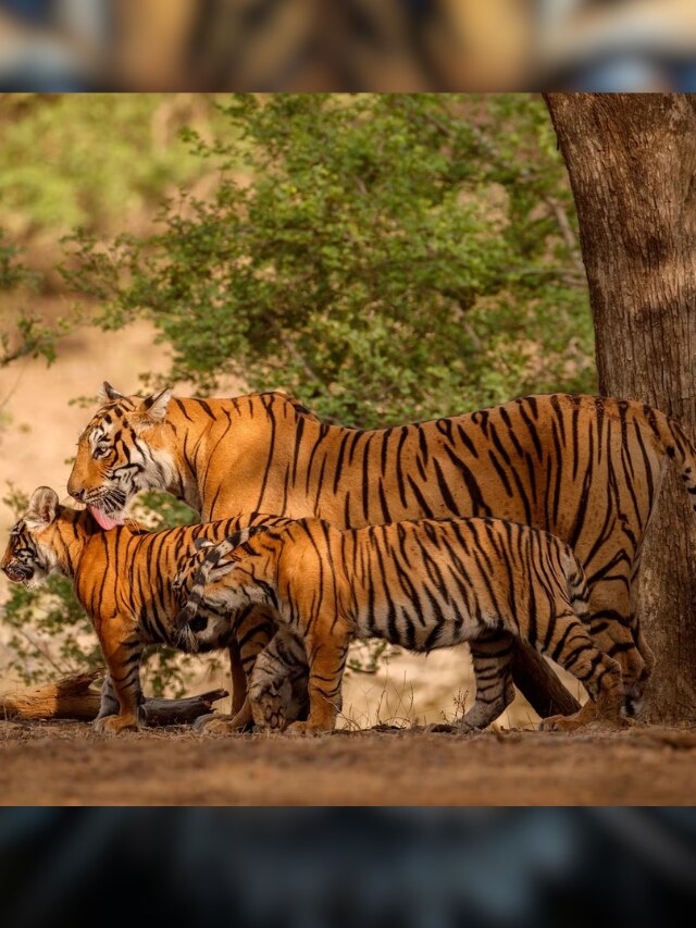 International Tiger Day 2023, international tiger day 2023 theme, international tiger day history, international tiger day quotes, tiger day, tiger, Where are the best places to see tigers in India?, Indian National Parks For Guaranteed Tiger Sightings, jim corbett, वाघ, आंतरराष्ट्रीय व्याघ्र दिवस, वाघ, पट्टेदार वाघ 