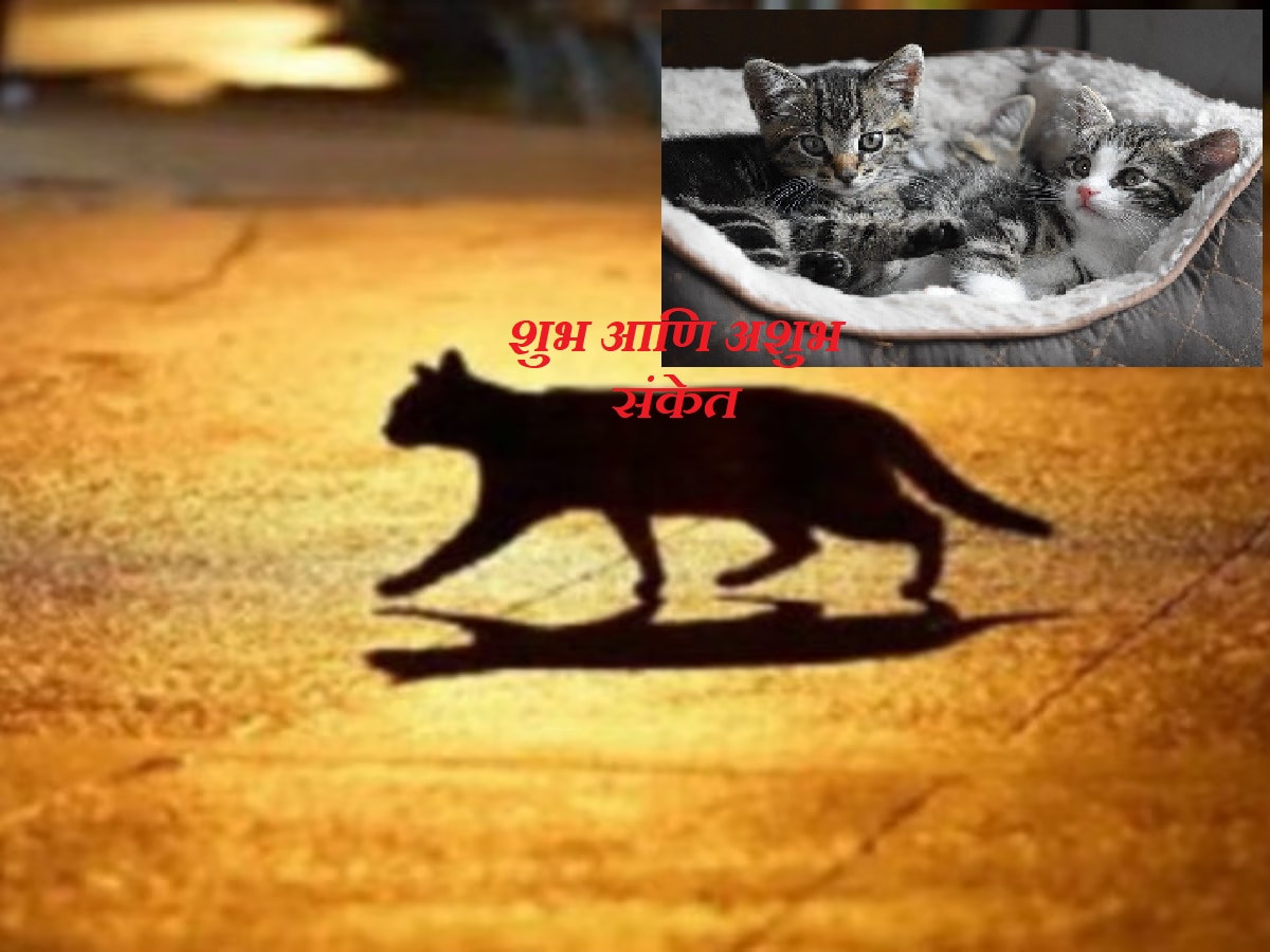 Good OR Bad Luck घरात 'या' रंगाच्या मांजरीचं येणं शुभ? जाणून घ्या शुभ