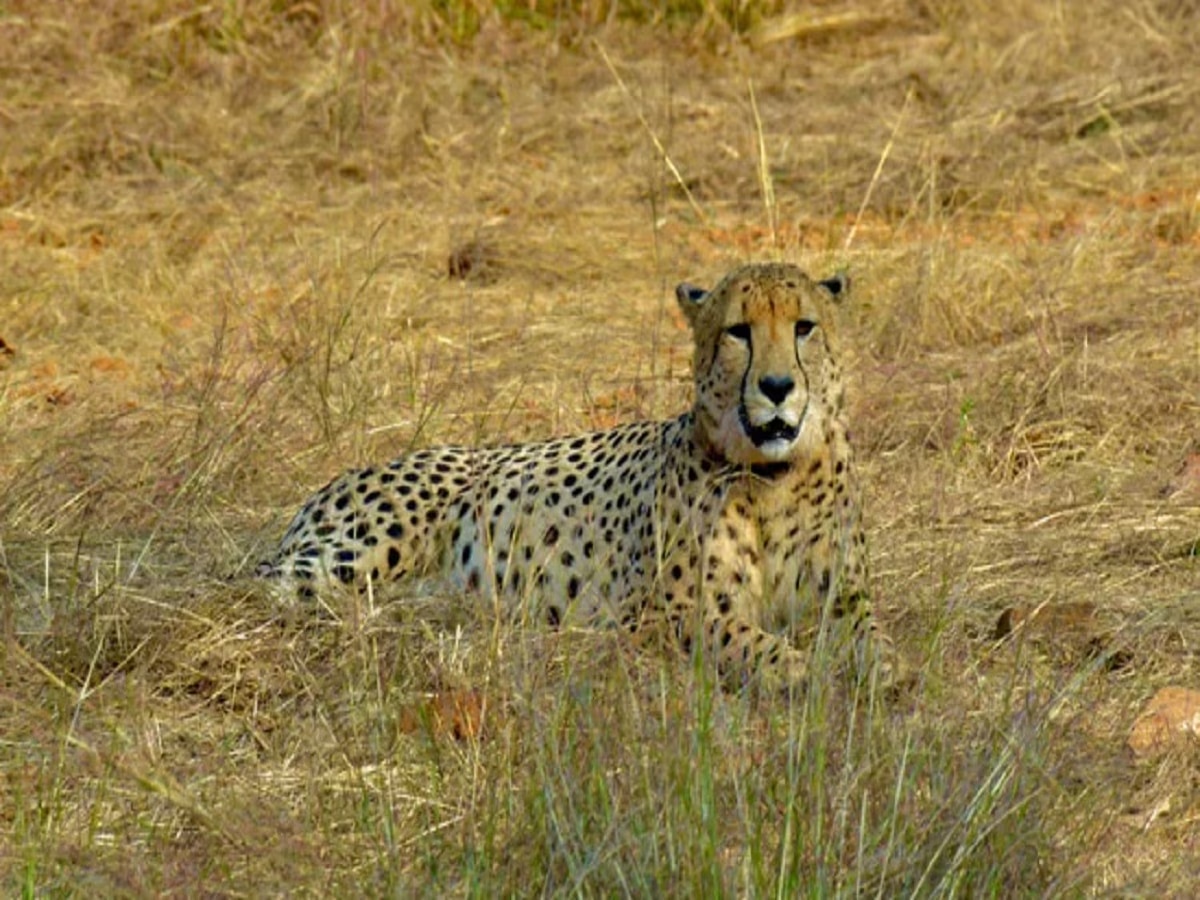 Cheetah Project ला आणखी एक मोठा धक्का, कूनो नॅशनल पार्कात नवव्या चित्त्याचा मृत्यू title=