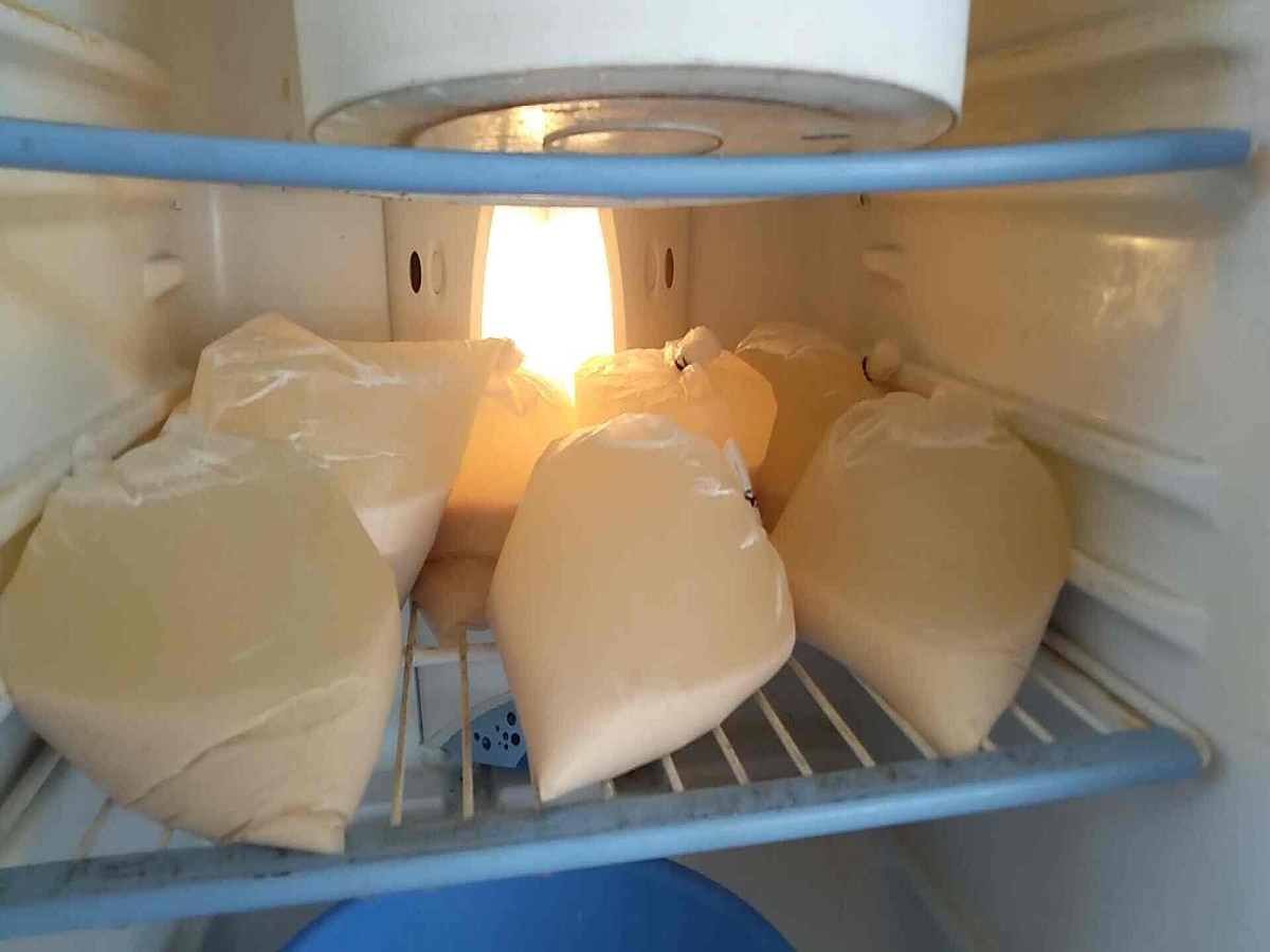 फ्रिजमध्ये दूध ठेवल्यानं टिकत नाही, उलट खराब होतं! दचकलात ना? मग हे वाचा title=