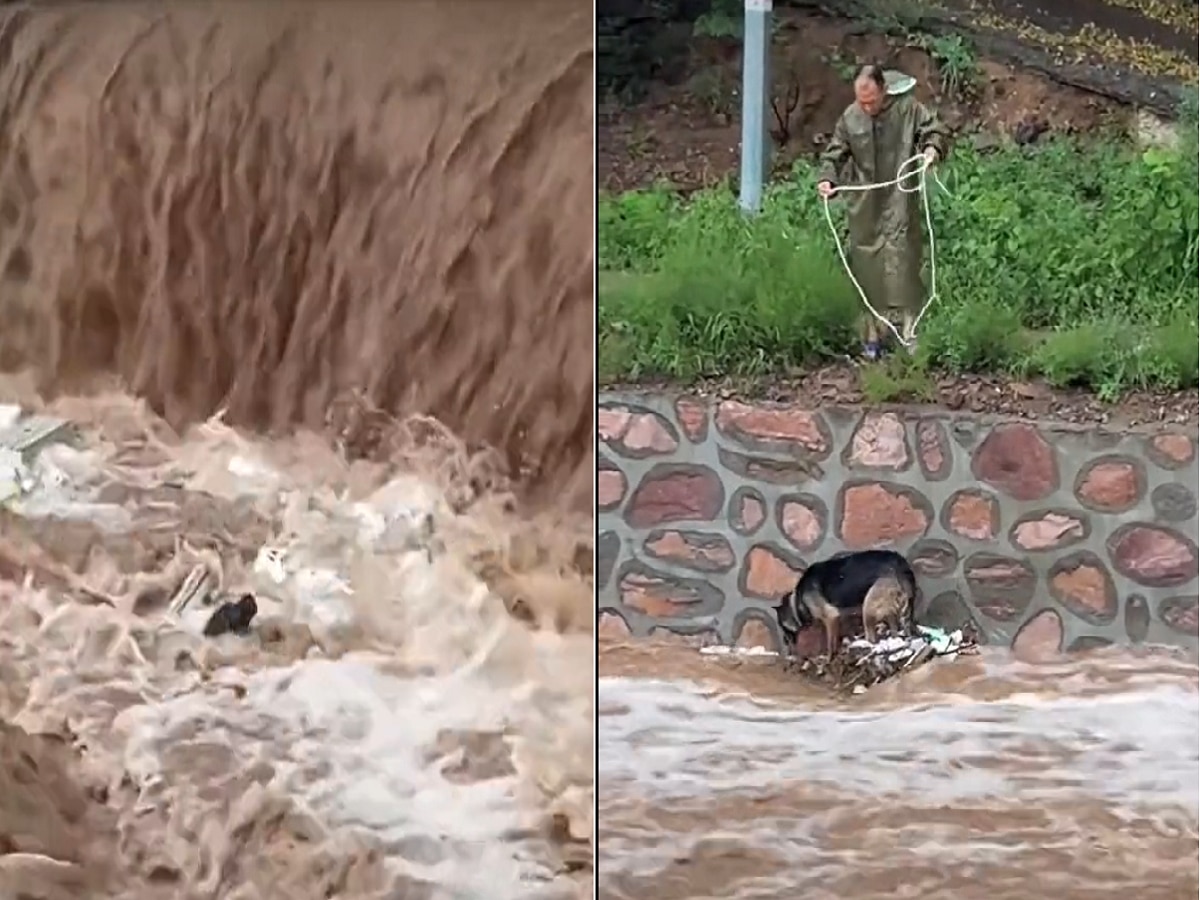 Viral Video : हृदयस्पर्शी व्हिडीओ; बुडत्या श्वानाला वाचवण्यासाठी 'तो' व्यक्ती देवदूत ठरला title=