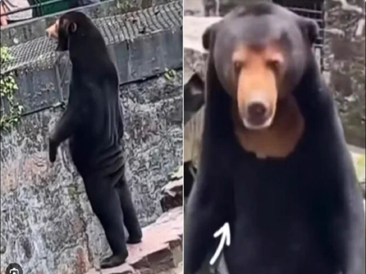 चीनी झूमध्ये अस्वलाच्या वेशात माणूस उभा? व्हिडिओ व्हायरल झाल्यानंतर दिले स्पष्टीकरण  title=