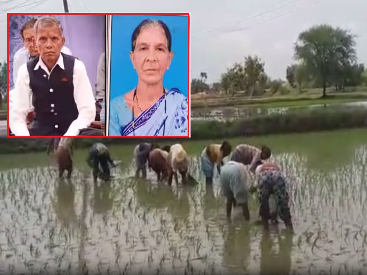 भात लावणीचे काम सुरु असताना मधमाशांचा हल्ला; शेतमालकासह महिलेचा दुर्दैवी मृत्यू भात लावणीचे काम सुरु असताना मधमाशांचा हल्ला; शेतमालकासह महिलेचा दुर्दैवी मृत्यू