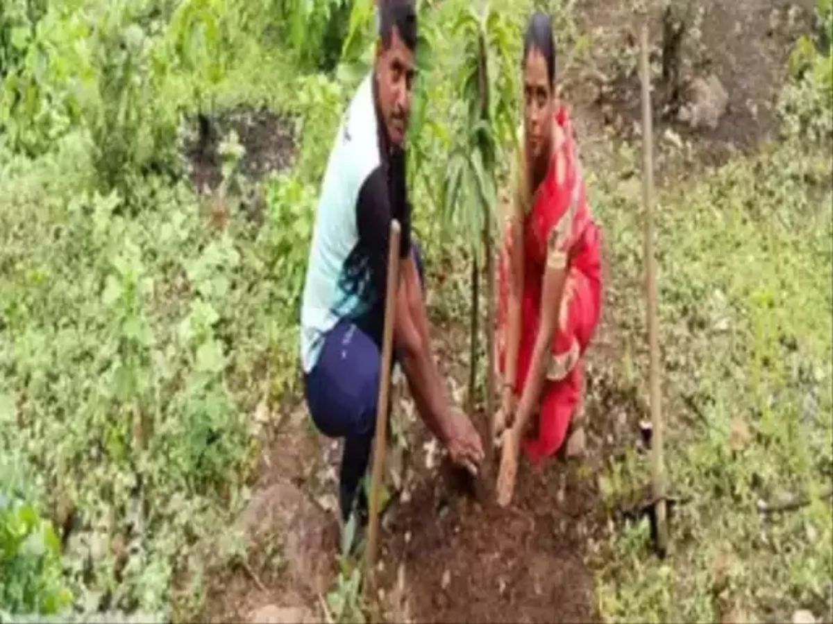 मॅरेज सर्टिफिकेट हवंय झाडं लावा, लगेच होईल काम; राज्यातील 'या' गावाने घेतला निर्णय