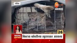 Video | कोंबड्याची शिकार करायला गेला बिबट्या अडकला खुराड्यात