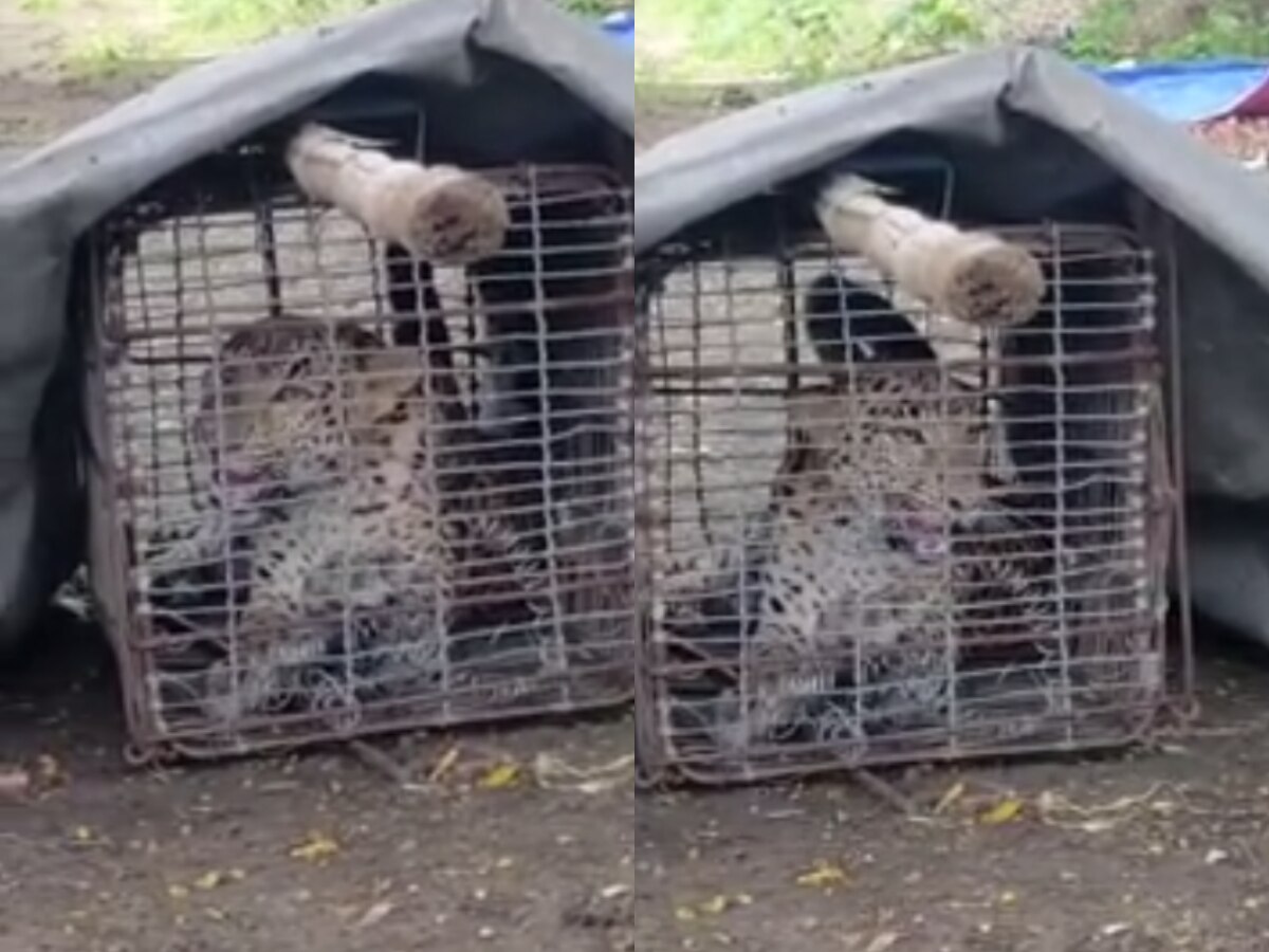 Video : शिकार करायला गेला अन् स्वतःच फसला; कोंबडीच्या खुराड्यात अडकला बिबट्या