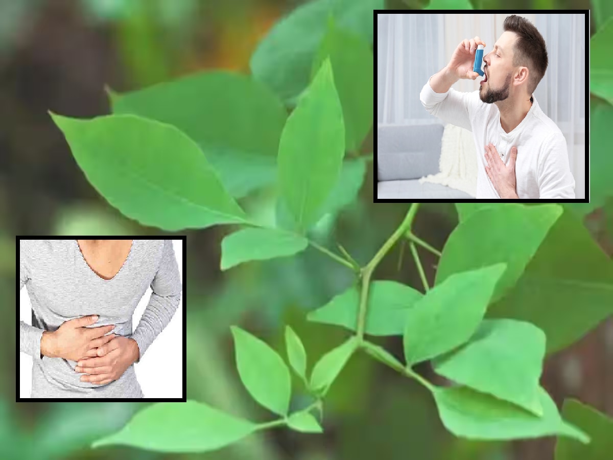 Belpatra Benefits अस्थमा, अतिसारावर शास्त्रज्ञांनी शोधला उपचार