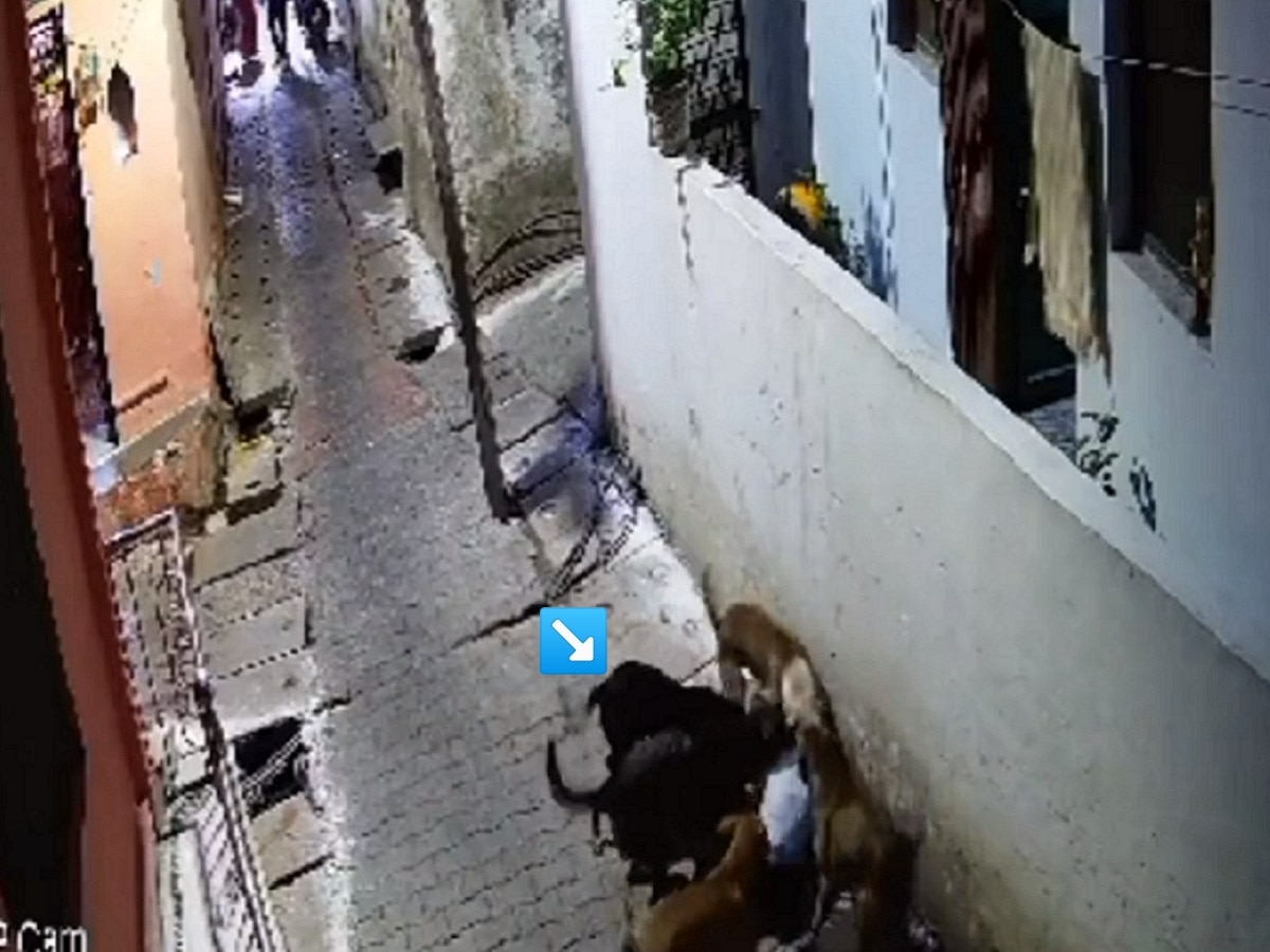 7 वर्षाच्या चिमुरड्यावर भटक्या कुत्र्यांचा कळप तुटून पडला अन् नंतर...; अंगावर शहारे आणणारा VIDEO title=