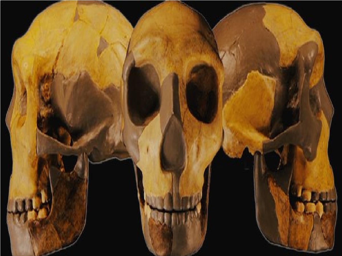 'या' देशात सापडली 300,000 वर्ष जुनी मानवी कवटी; मानवाच्या उत्क्रांची रहस्य उलगडणार title=