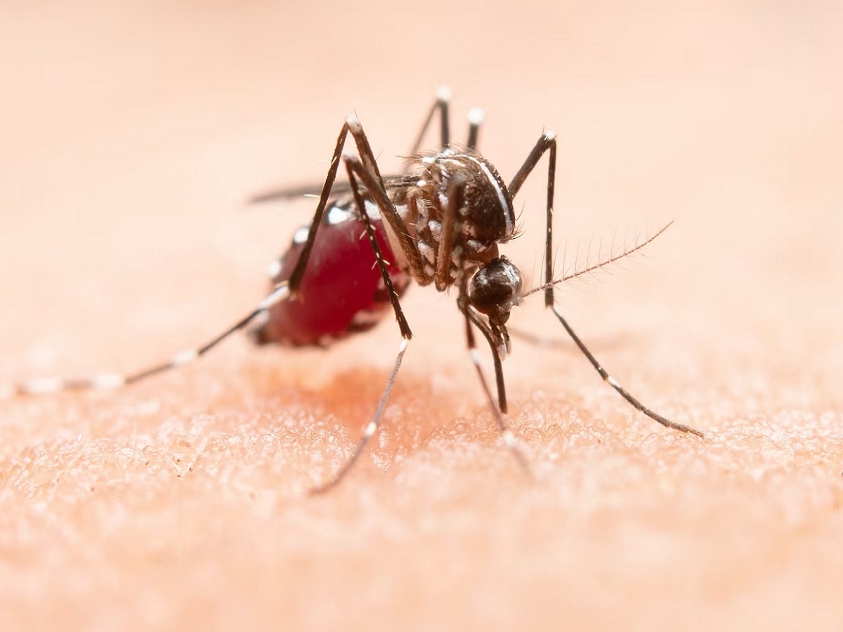 जगभरात मुद्दामून सोडण्यात आलेत एक अब्ज डास; बिल गेट्स यांनीही केलं मान्य, म्हणाले 'मलेरिया, डेंग्यूसारखे आजार...' title=