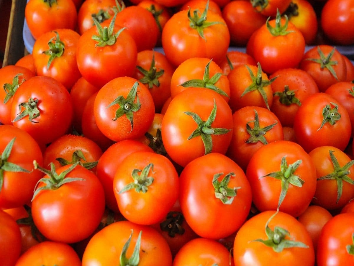 Tomato Prices : टोमॅटोचे दर मोठ्या फरकानं उतरले; बिनधास्त खा...  title=