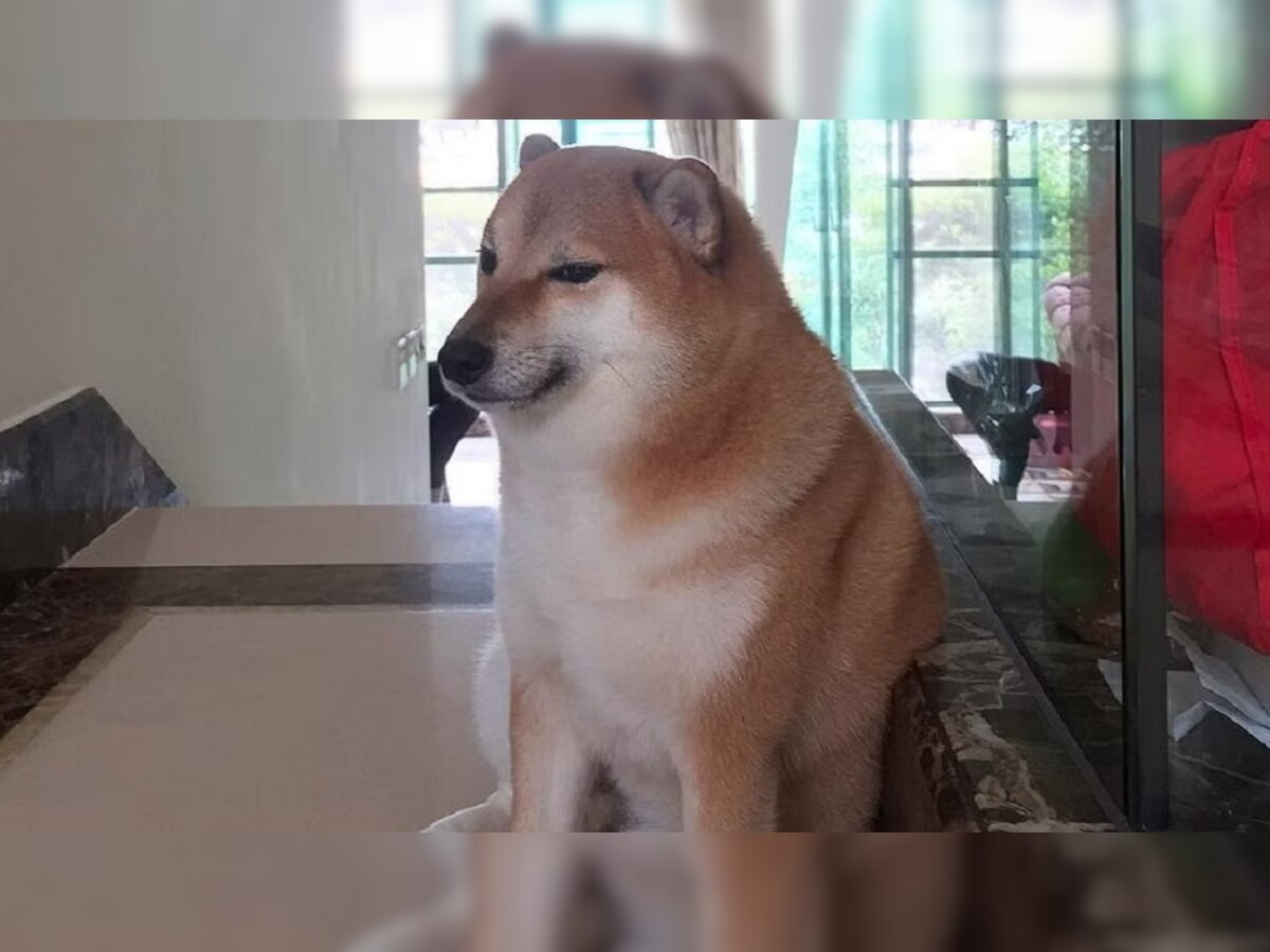 Viral Meme Dog: इंटरनेटवर सर्वात जास्त व्हायरल झालेल्या 'चिम्स'चे निधन  title=