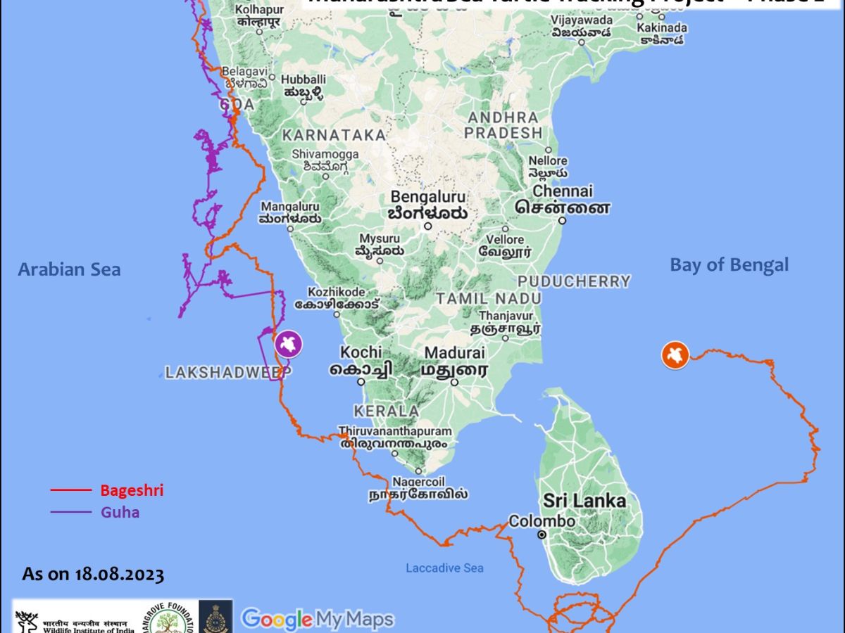 Turtles bageshri and guha released from the Konkan coast traveled to Sri Lanka and odisha