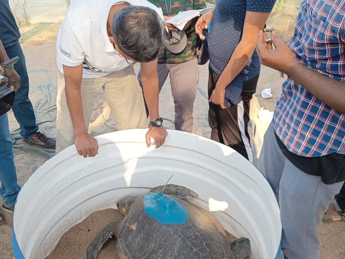 Turtles bageshri and guha released from the Konkan coast traveled to Sri Lanka and odisha