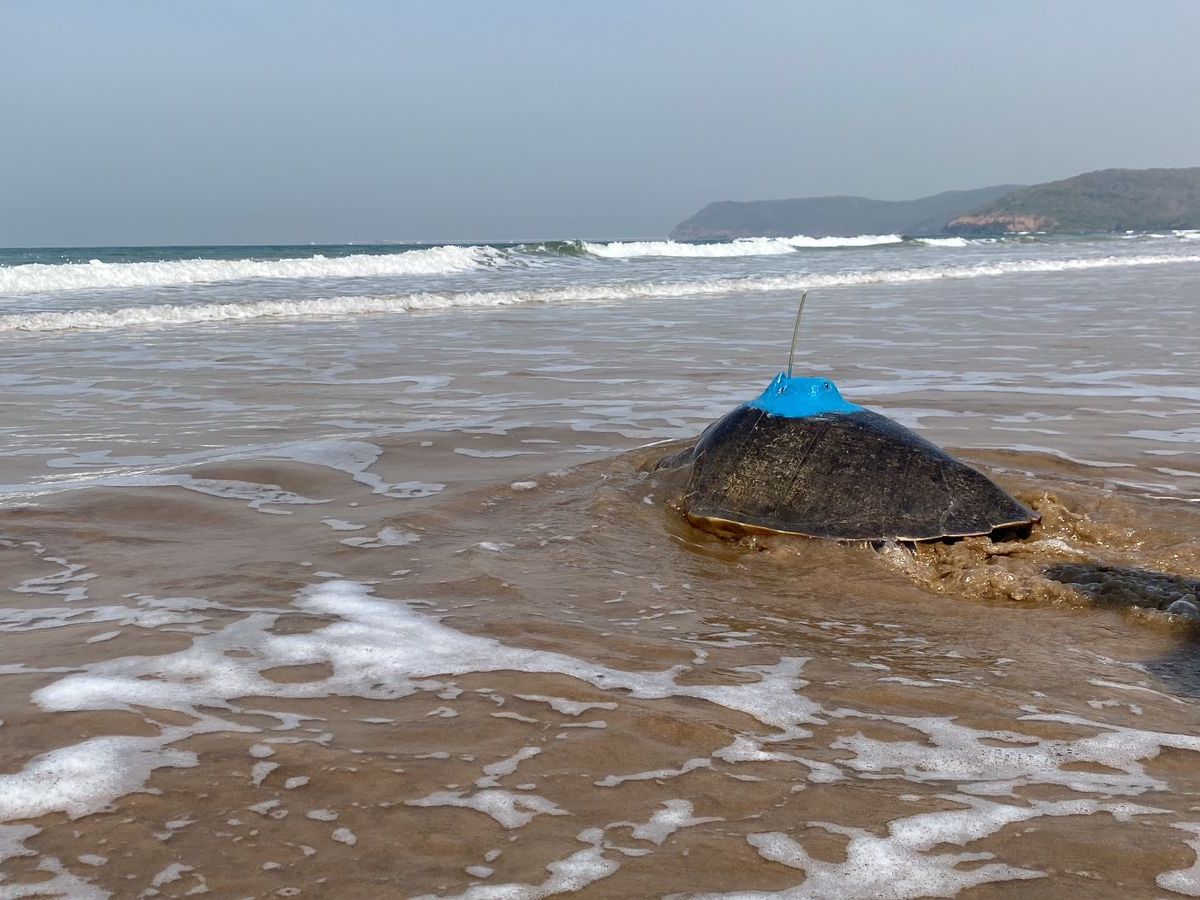 Turtles bageshri and guha released from the Konkan coast traveled to Sri Lanka and odisha