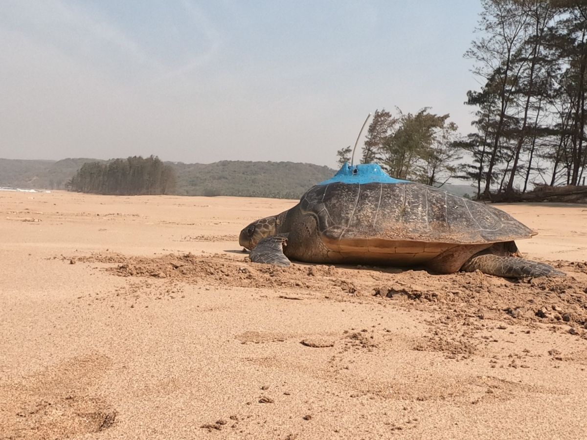 Turtles bageshri and guha released from the Konkan coast traveled to Sri Lanka and odisha