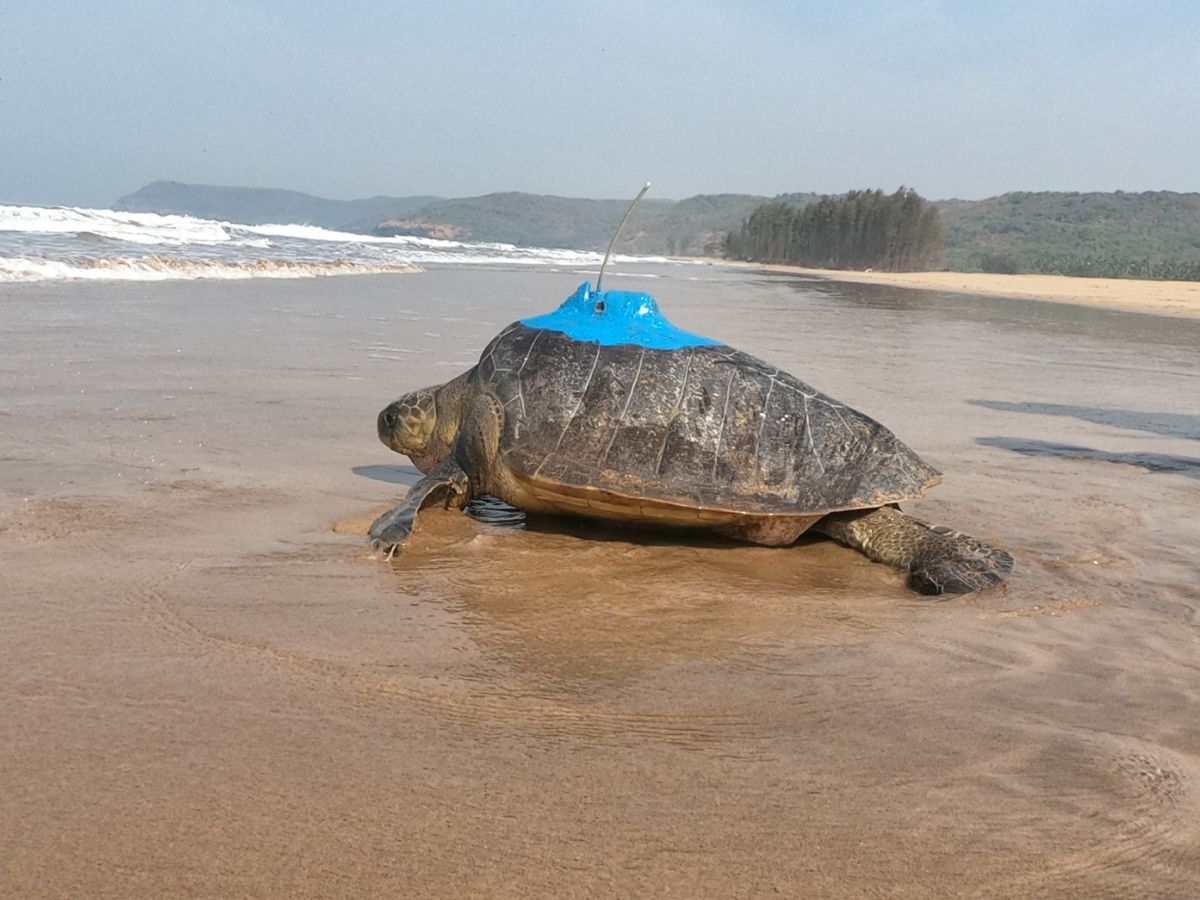 Turtles bageshri and guha released from the Konkan coast traveled to Sri Lanka and odisha