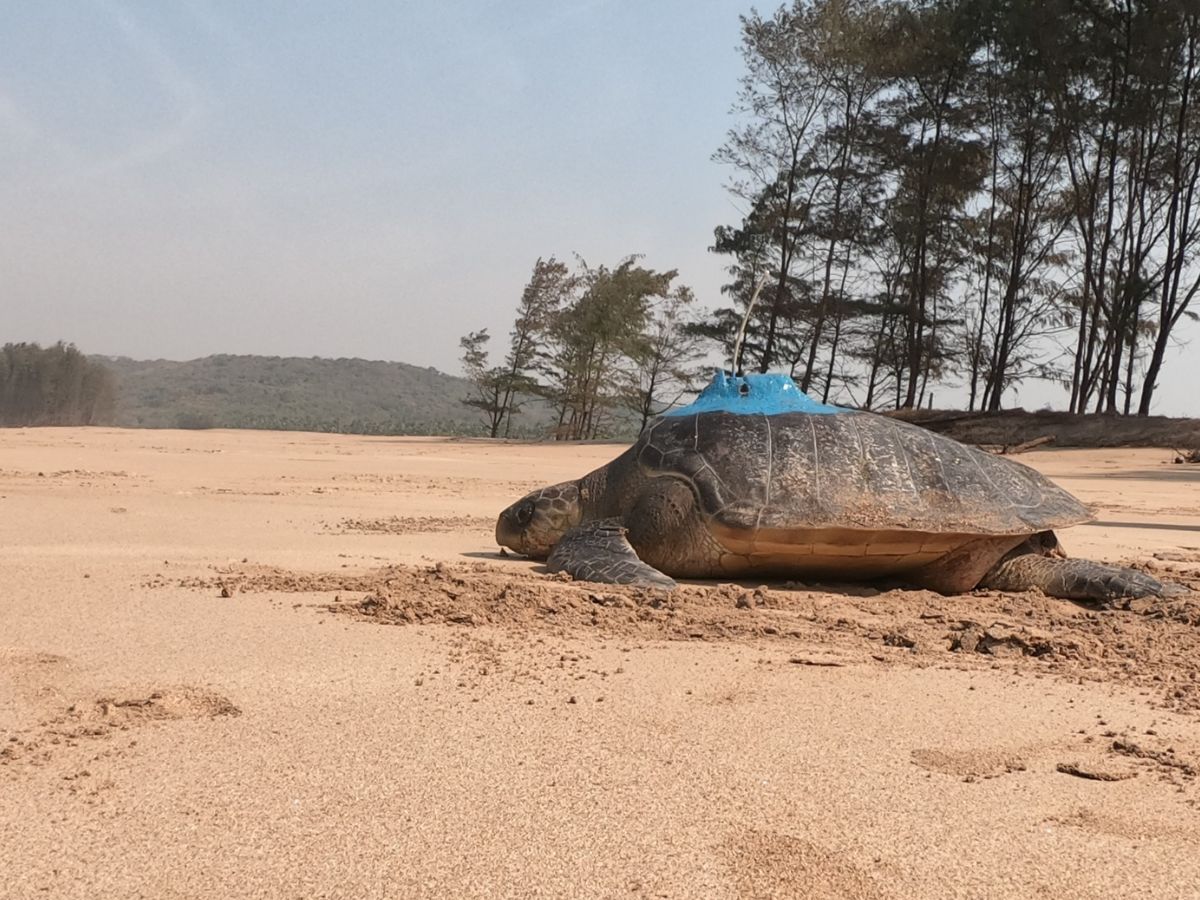 Turtles bageshri and guha released from the Konkan coast traveled to Sri Lanka and odisha