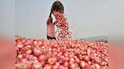 कांद्याचा प्रश्न पेटलाच कसा! शेतकऱ्यांच्या संपापासून केंद्राच्या निर्णयापर्यंत; वाचा, नेमकं काय घडलं!