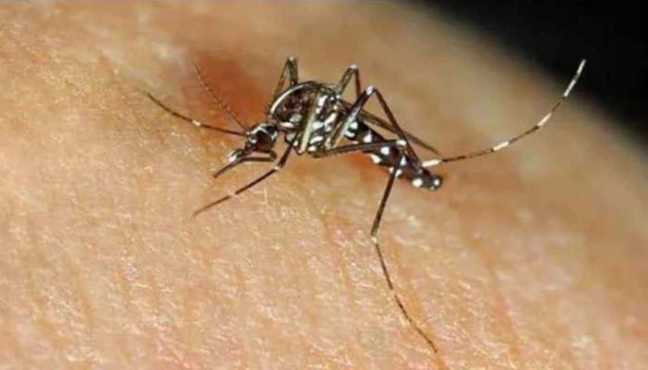 First Zika virus patient found in Mumbai take care  take preventive measures against mosquitoes