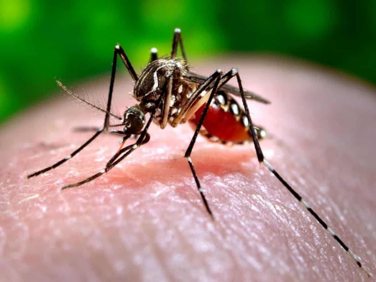 First Zika virus patient found in Mumbai take care  take preventive measures against mosquitoes