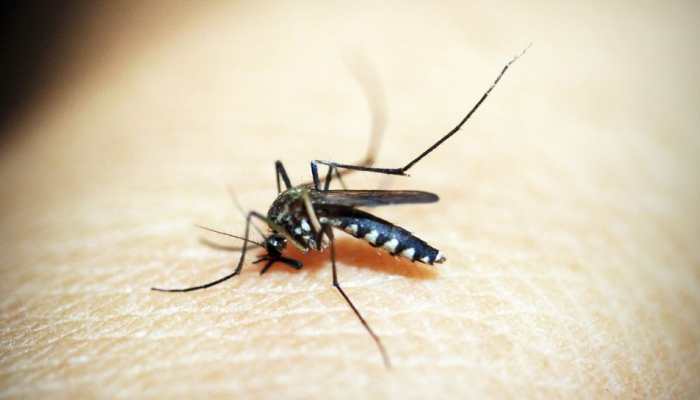 First Zika virus patient found in Mumbai take care  take preventive measures against mosquitoes