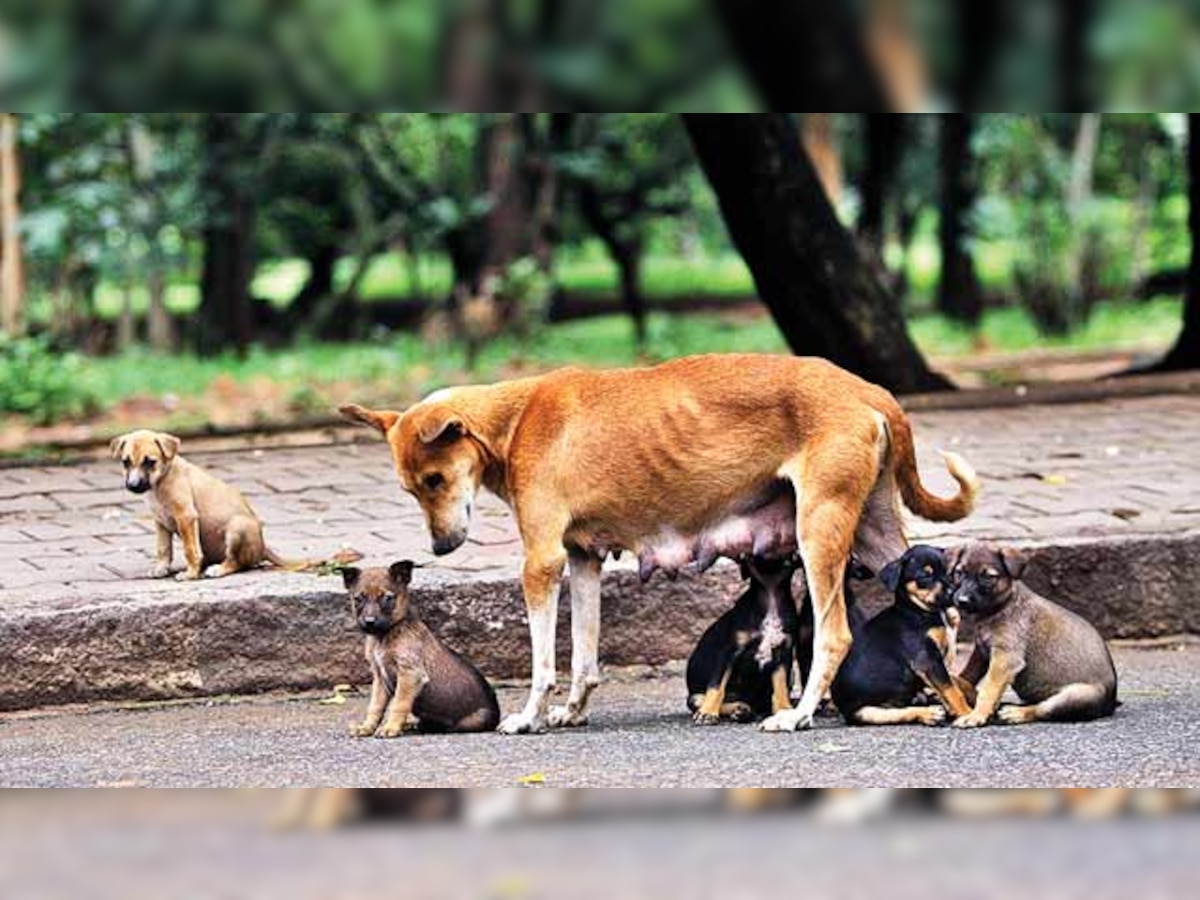 मुंबईकरांनाो काळजी घ्या! भटक्या कुत्र्यांची संख्या तब्बल 'इतक्या' टक्क्यांनी वाढली title=