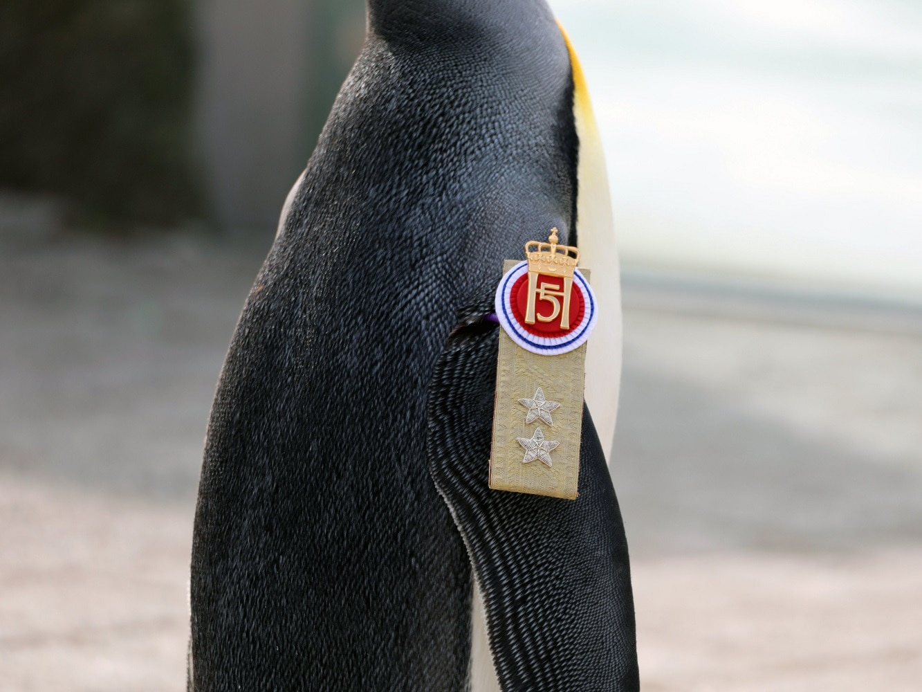 Penguin gets third highest rank in Norwegian army after promotion