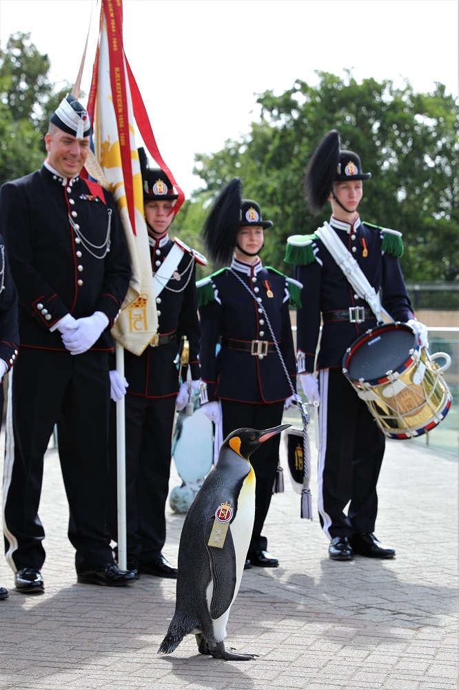 Penguin gets third highest rank in Norwegian army after promotion