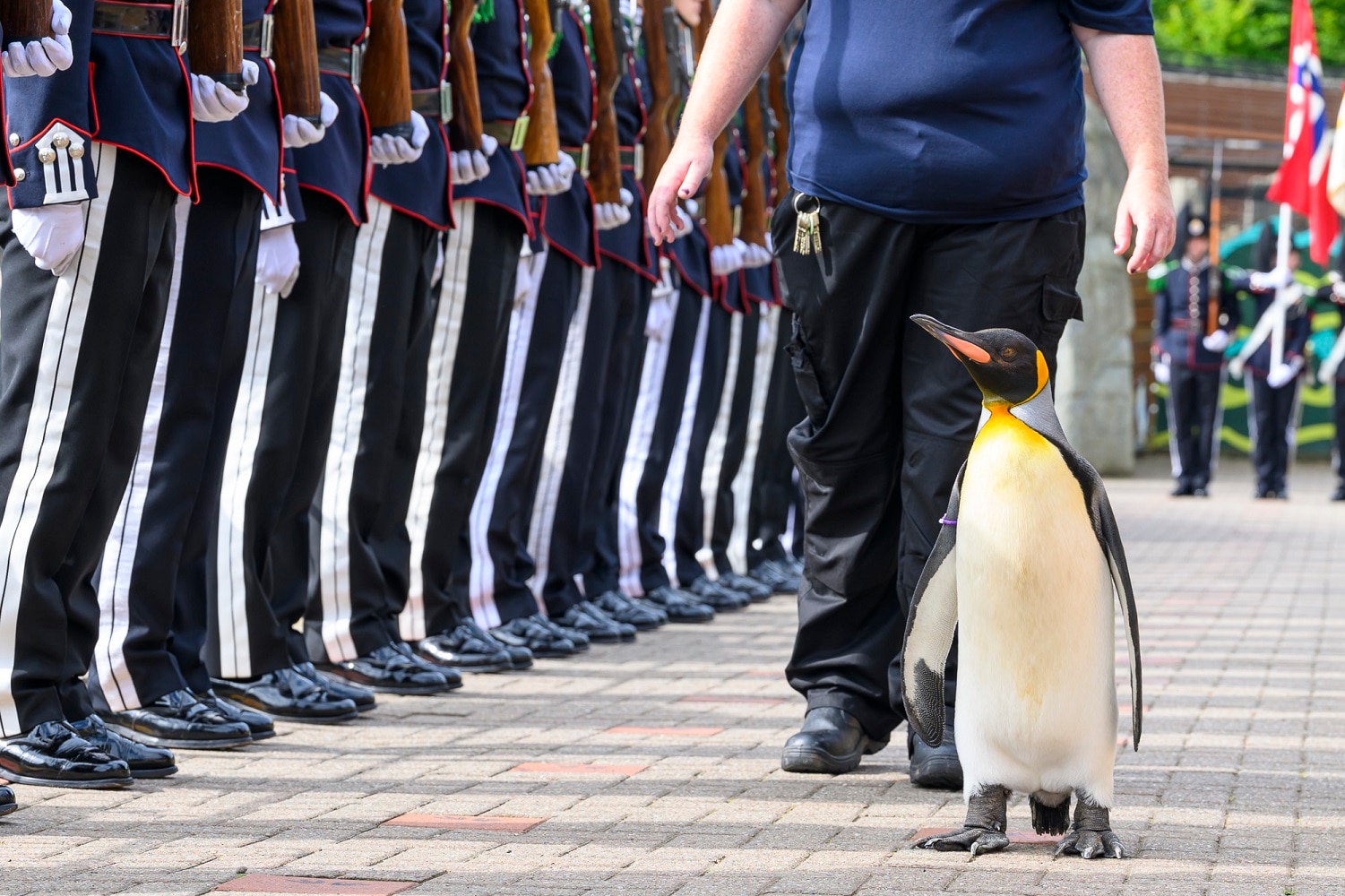 Penguin gets third highest rank in Norwegian army after promotion