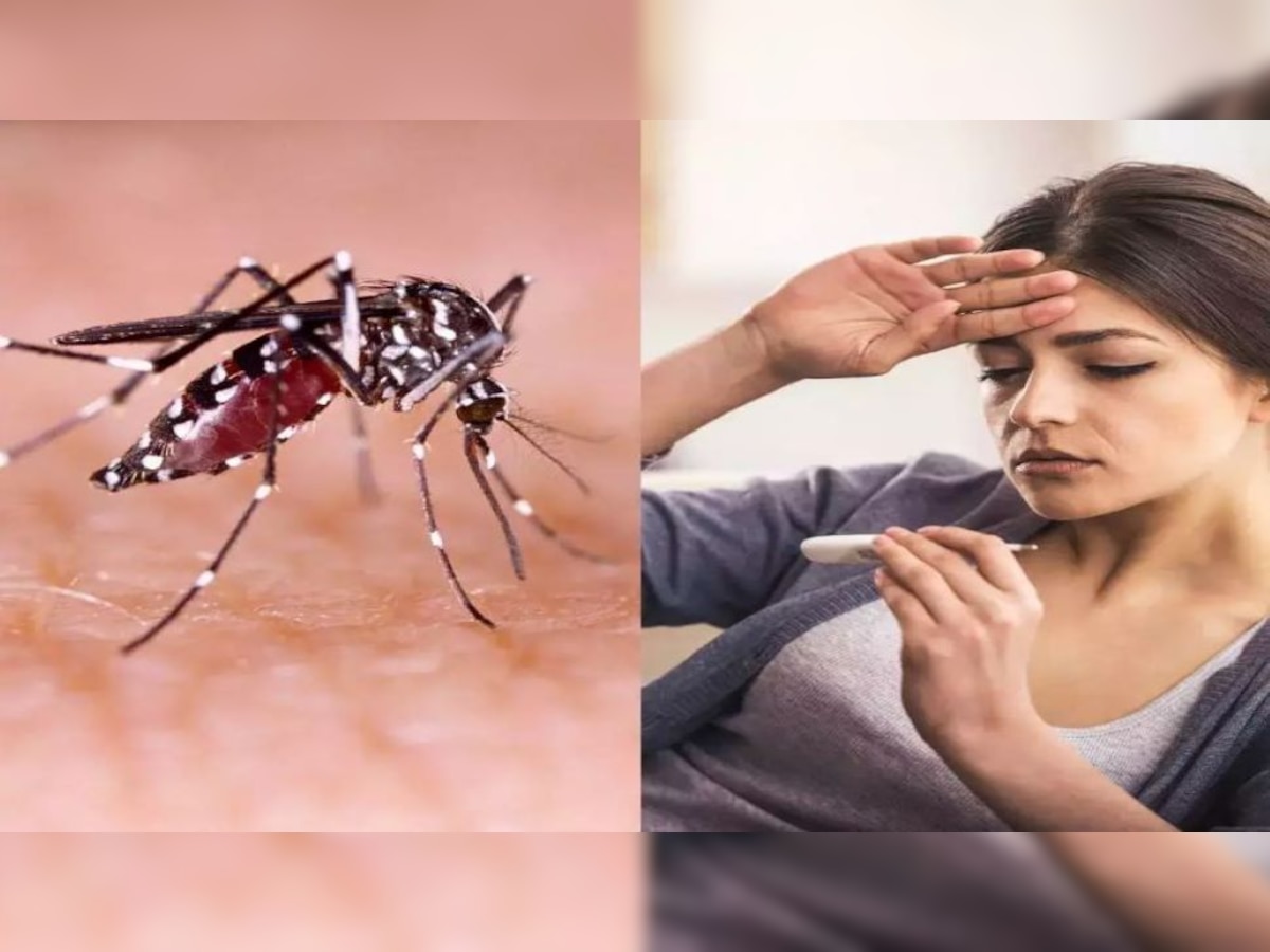 Platelets will increase rapidly in dengue patients Healthy Diet Tips in Marathi