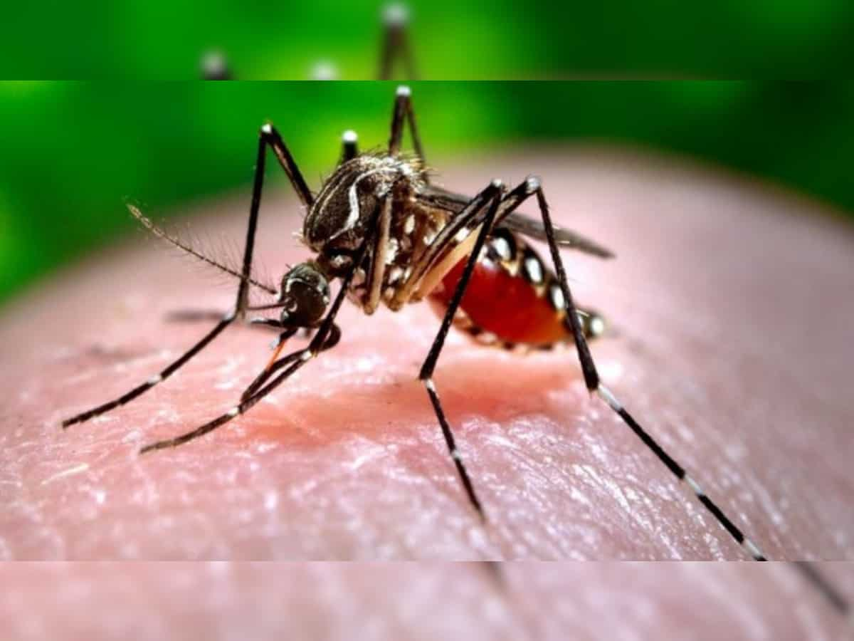 Platelets will increase rapidly in dengue patients Healthy Diet Tips in Marathi